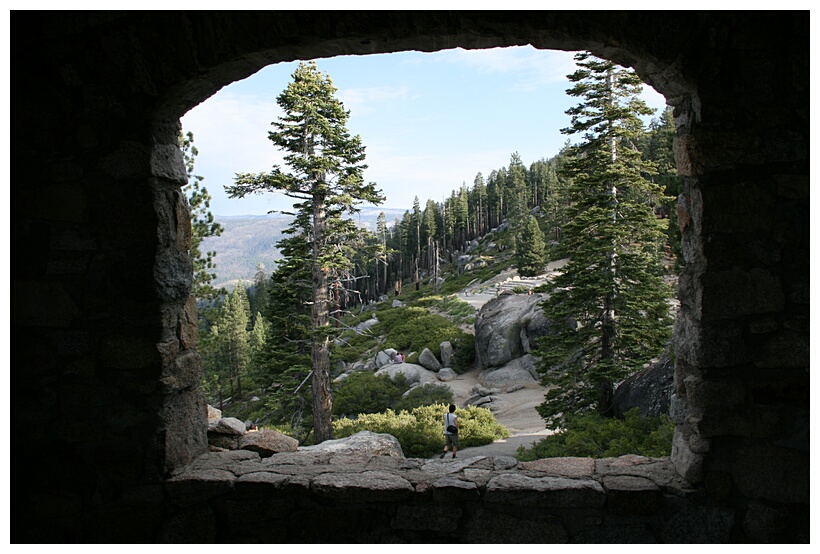 Window to the Trees