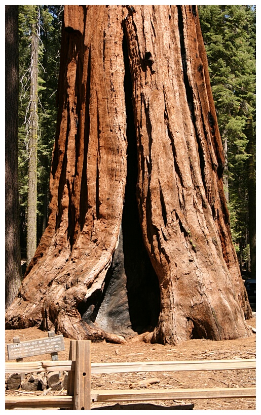 Sequoia Log
