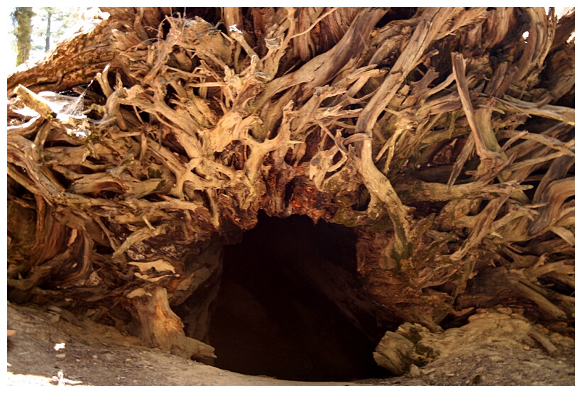 Sequoia Roots