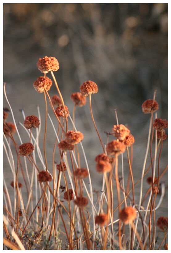 Wild Flowers