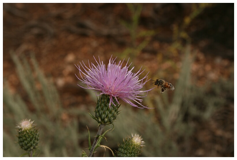 Thistle Flower