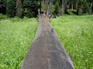 Fallen Log