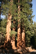 Big Trees