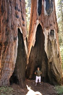 Burned Sequoias