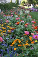 Multicolour Flowers
