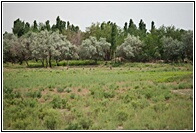 Uzbek Fields