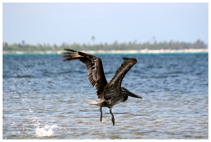 Pelcano Volando