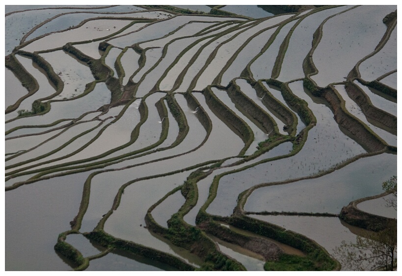 Flooded Terraces