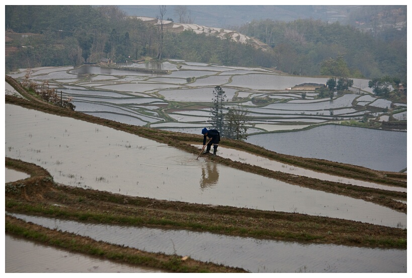 Rice Terraces