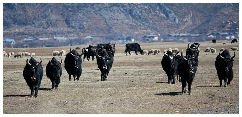 Herd of Yaks
