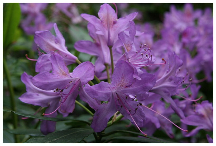 Rhododendrons