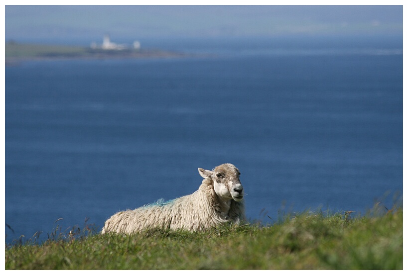 Scottish sheep