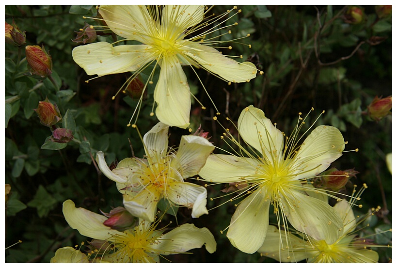 Flowers at Inverewe Garden