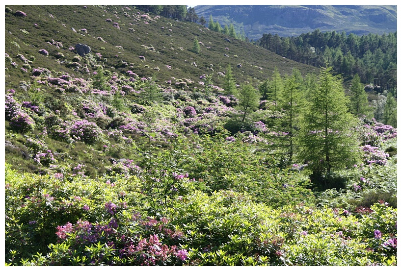 Rhododendron field