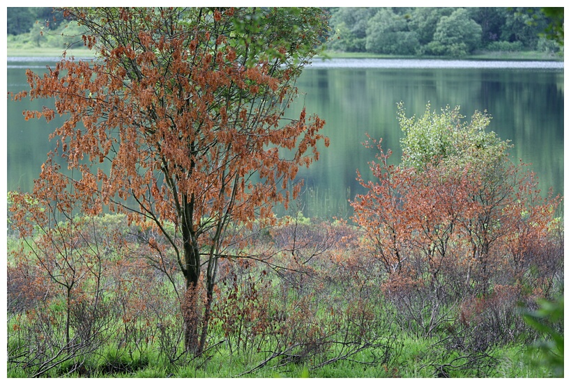 Red Tree