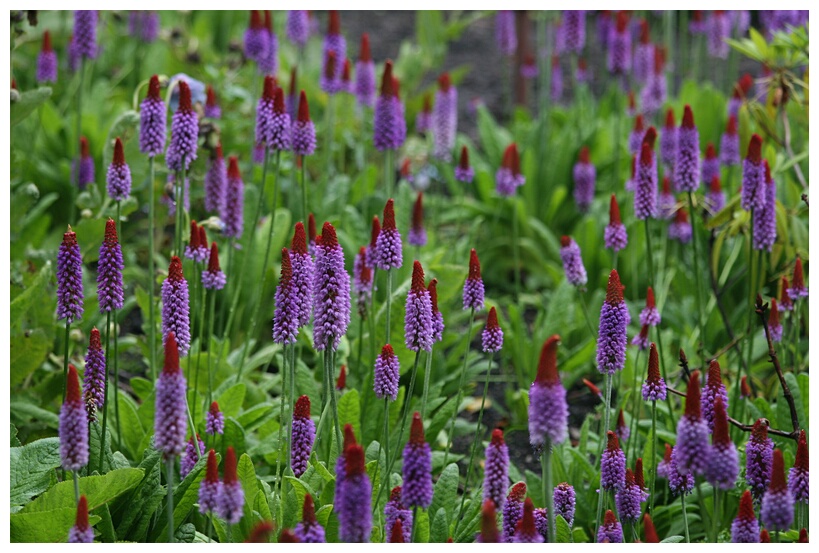 Field of flowers