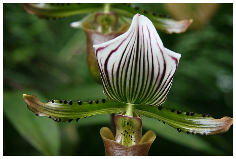 Carnivore Flower