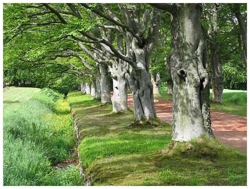 Old trees