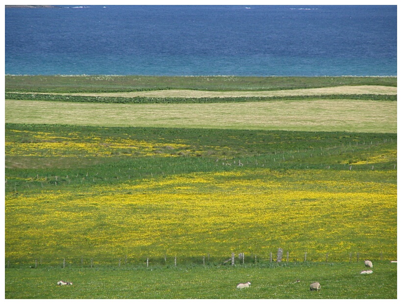 Fields in Mainland