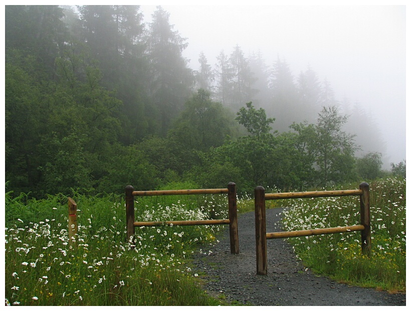 Aberfoyle forests