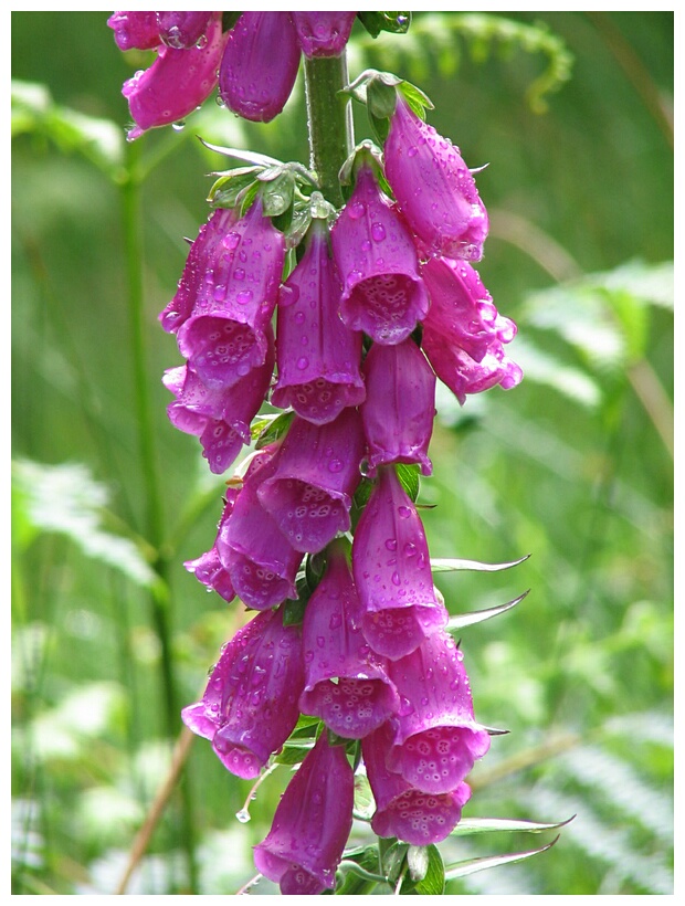 Foxglove