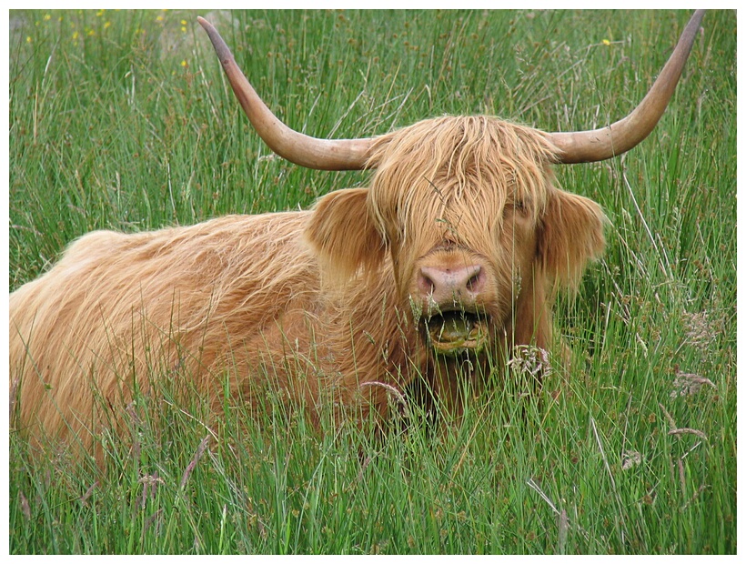 Highland cow