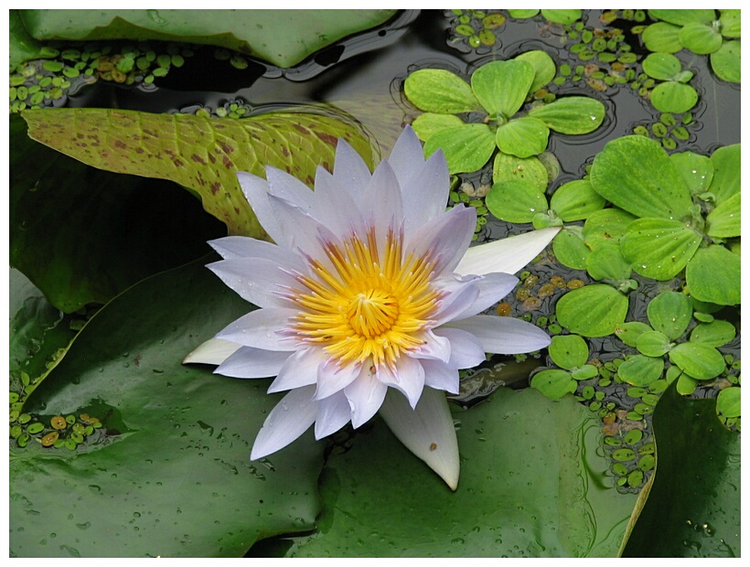 Water Lily