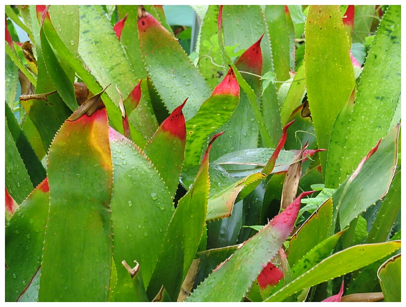 Reddish leaves