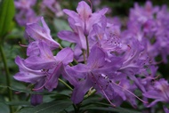 Rhododendrons