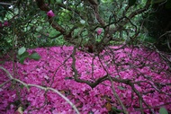 Flowers in the ground