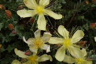 Flowers at Inverewe Garden