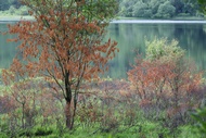 Red Tree