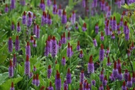 Field of flowers