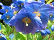 Blue poppies