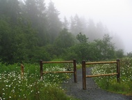 Aberfoyle forests