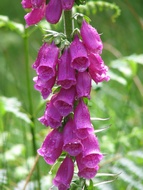 Foxglove