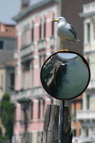 Seagull on the mirror