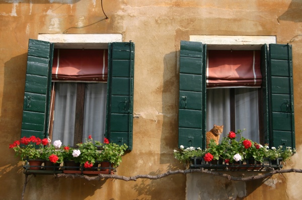 Venetian cat