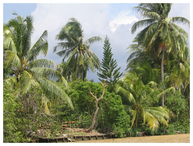 Palm trees at Mekong