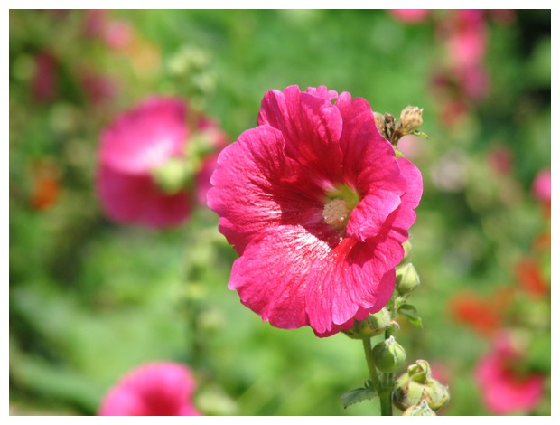 Flower in Sa Pa Mountain Park