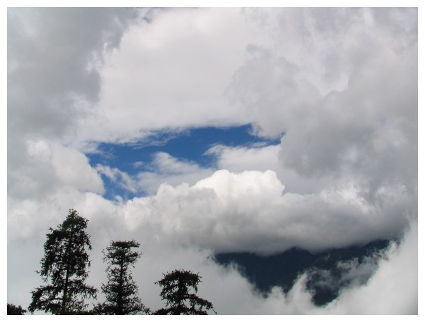 Trees raising from clouds