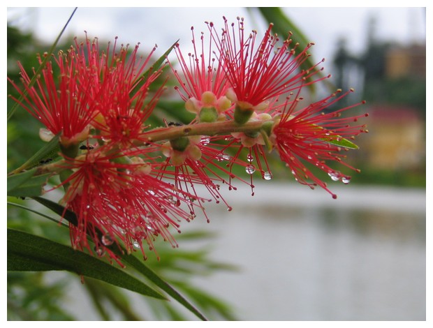 Wet Flower