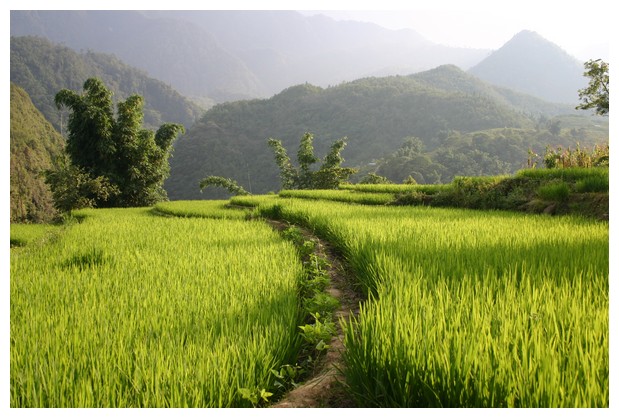 Rice landscape