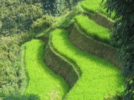 Rice Terraces