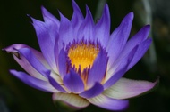 Water Lilly