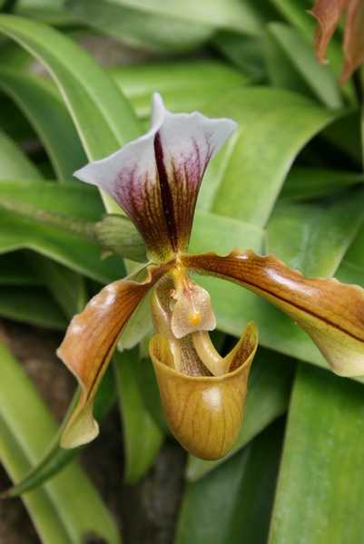 Tropical Flower