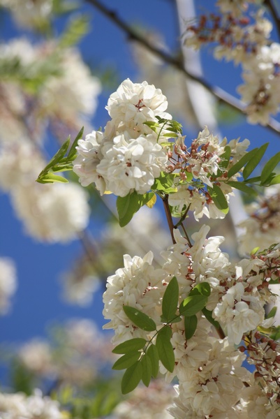 White Flowers