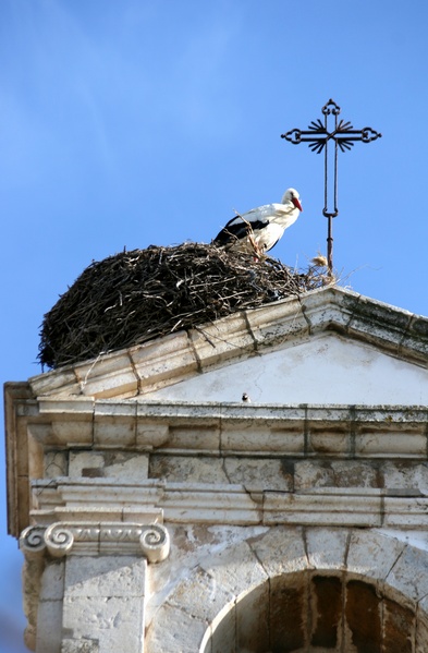 Stork Nest