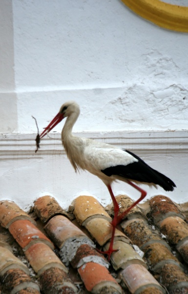 A Stork