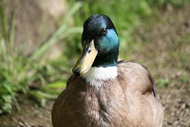 Beautiful Duck